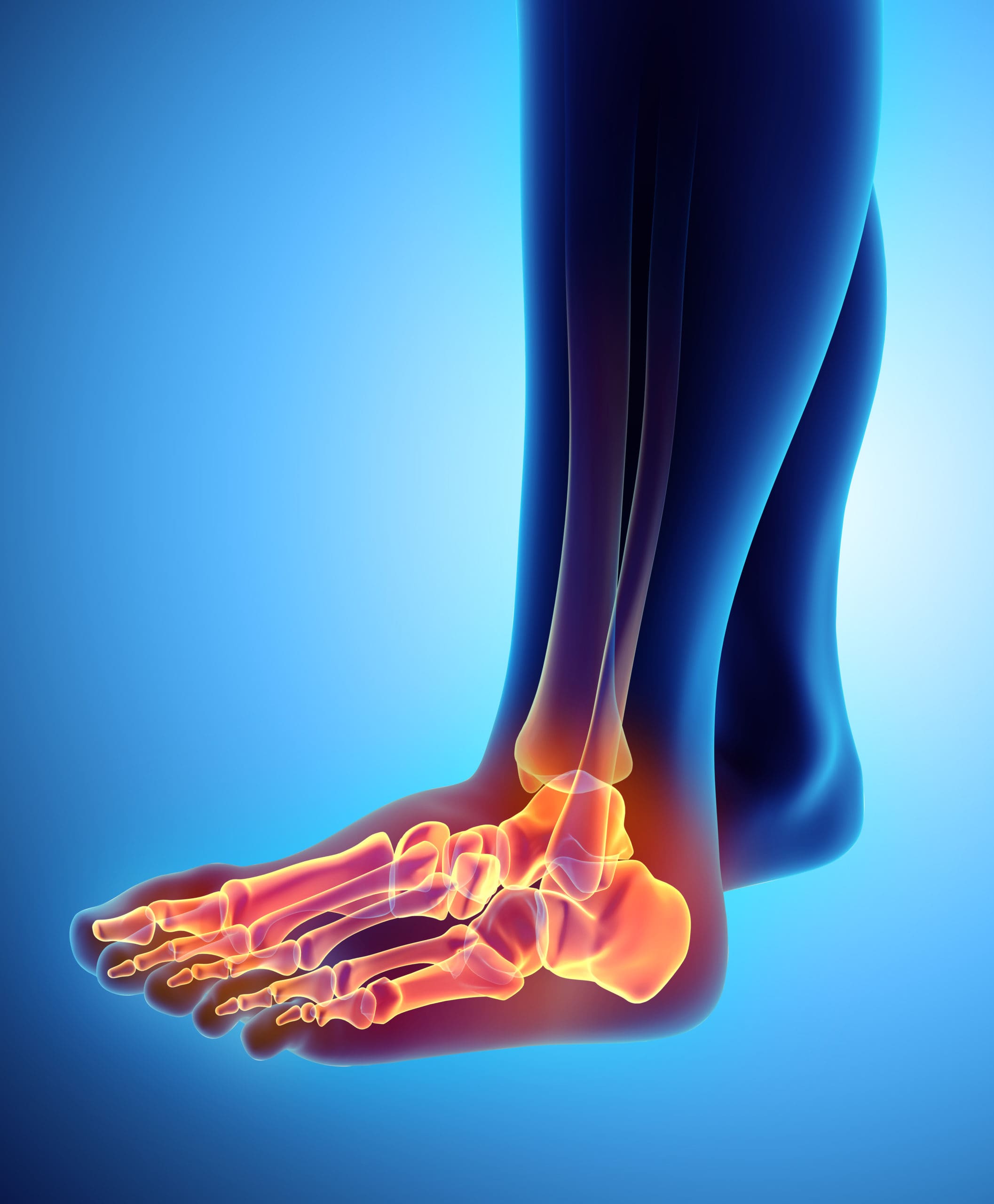 3D illustration of Foot Skeleton, medical concept.