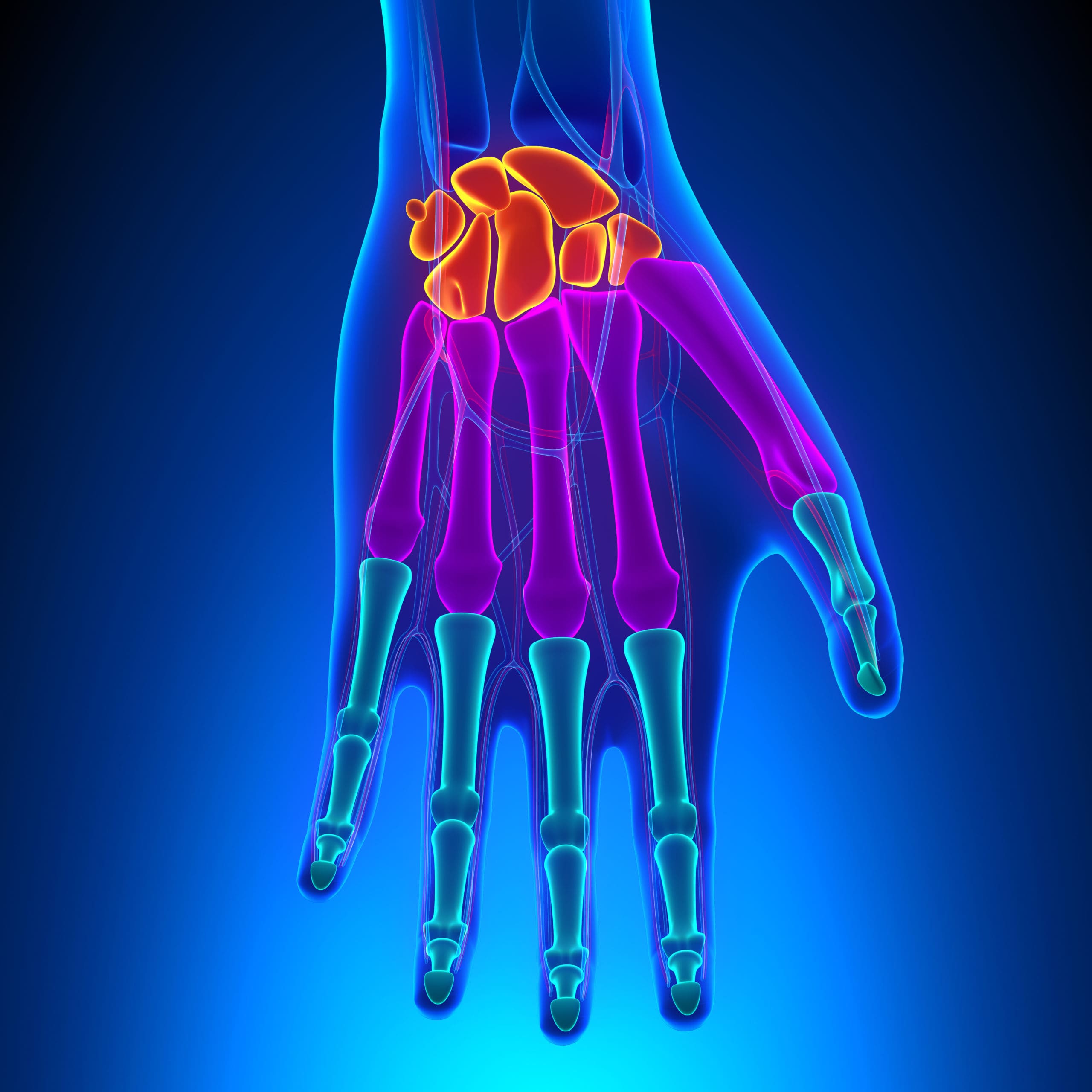 Anatomy of Human Hand and Wrist with Circulatory System